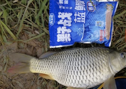 野战蓝鲫钓鲫鱼那是一绝（野战蓝鲫开饵小技巧）