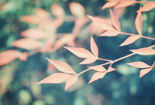 夜钓鲢鳙饵料选择的技巧有哪些