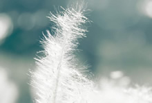 夜钓鲢鳙饵料选择的技巧有哪些